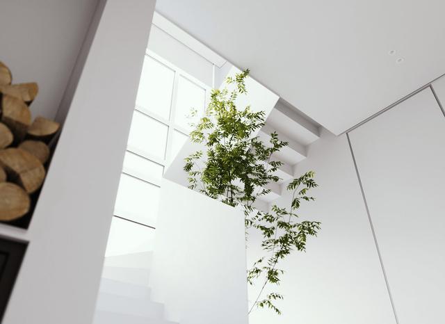 室内植物