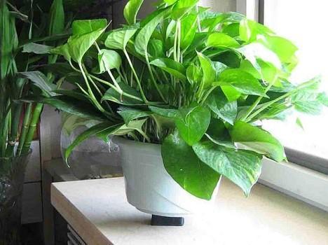 室内植物有什么作用？室内装饰应该摆放哪种植物？