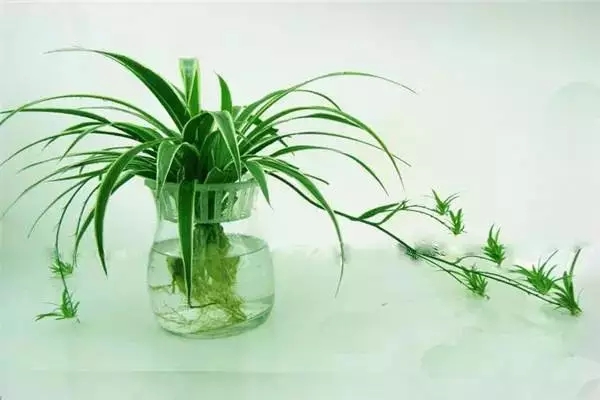 室内植物有什么作用？室内装饰应该摆放哪种植物？